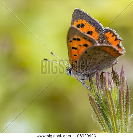 Colorful Small Copper Butterfly