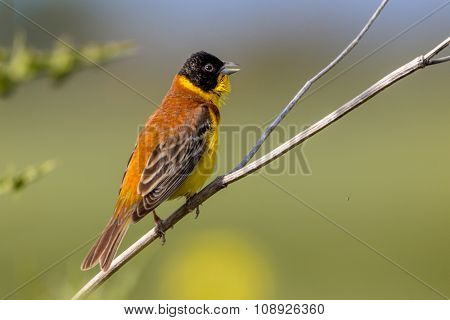 Singing Black Headed Bunting