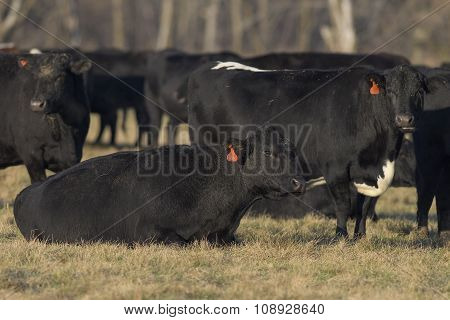 Beef Cattle