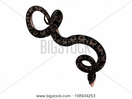 Cottonmouth Snake On White