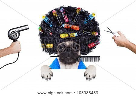 Hairdresser Groomer Dog