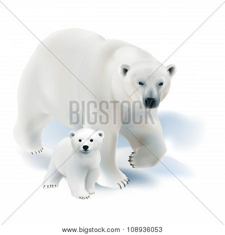 Polar bear and cub.