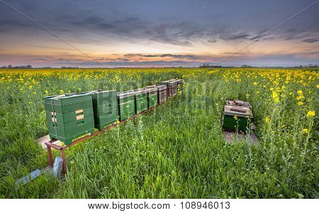 Row Of Beehives In A Canola Field