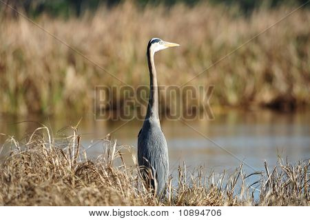 Great Heron