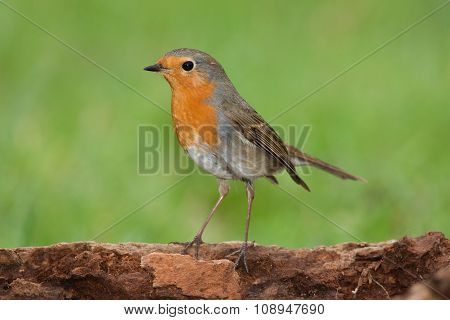 Redbreast