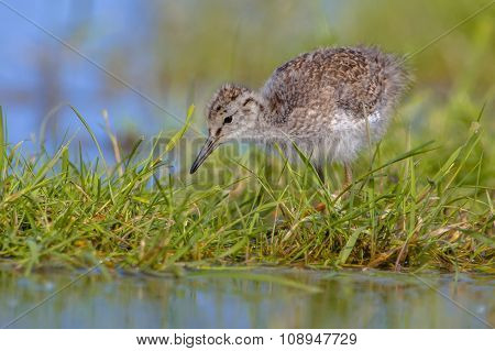 Black Tailed Godwit Chick