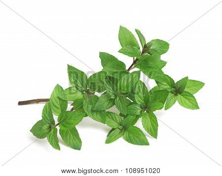 Peppermint