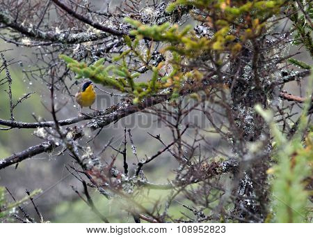 Yellow Throat Warbler