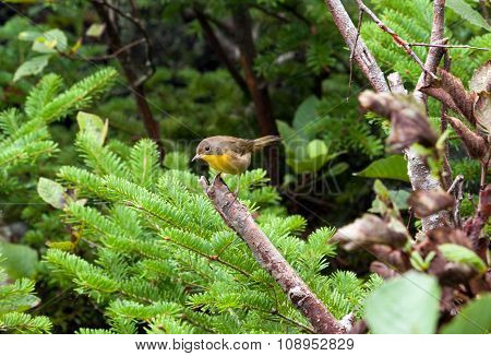 Yellow Breated Chat Left