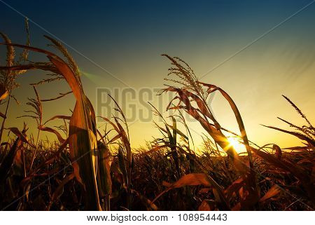 Corn yield