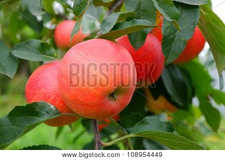 Ripe apples on a tree