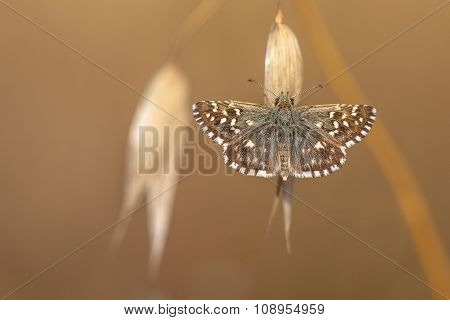 Grizzled Skipper Butterfly (pyrgus Malvae) Resting On Grass Spike With Neutral Brown Background