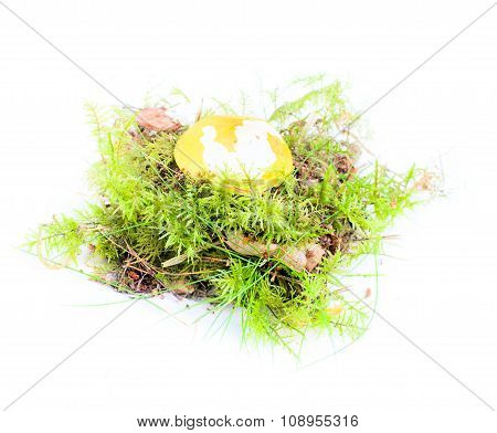 Edible Mushroom On White Background Autumn