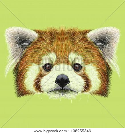 Illustrated Portrait of Red Panda