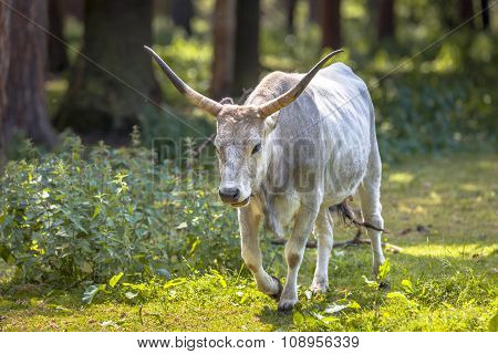 Hungarian Grey Cattle