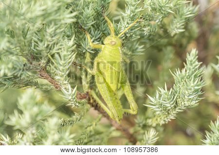 Grasshoppers Remaining In A Plant, Acrididae