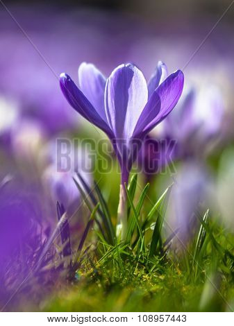 Crocus Blooming In First Sun In March