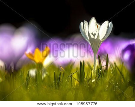 Crocusses Blooming In First Sunlight In March