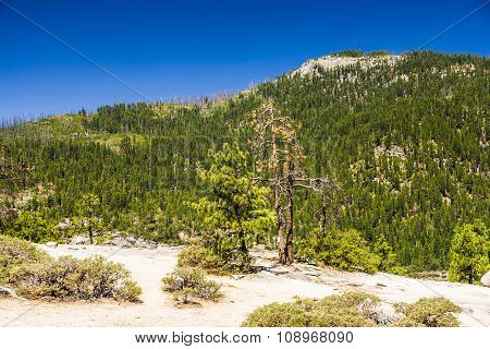 Meager Trees On Rockets  In The Yosemite National Park