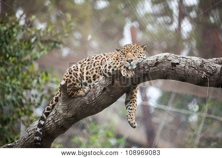 Cheetah sleeping on the tree in zoo
