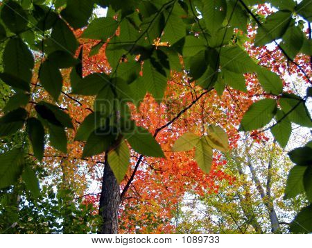 Fall Colors