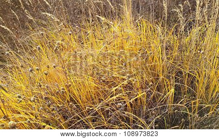 Autumn Background With Dry Sunshiny Herbs