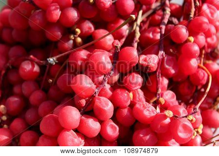 Harvest Of Red Schizandra