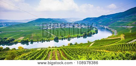 Famous Moselle Sinuosity With Vineyards
