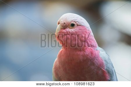 Galah Cockatoo