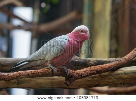 Galah Cockatoo