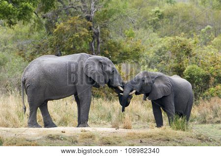 African Bush Elephant In Kruger National Park