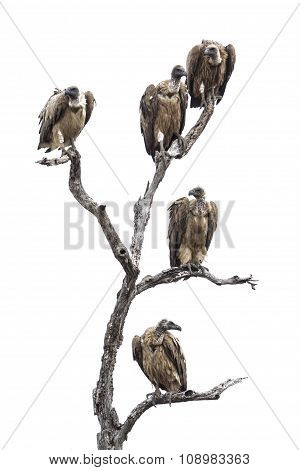 Cape Vulture In Kruger National Park