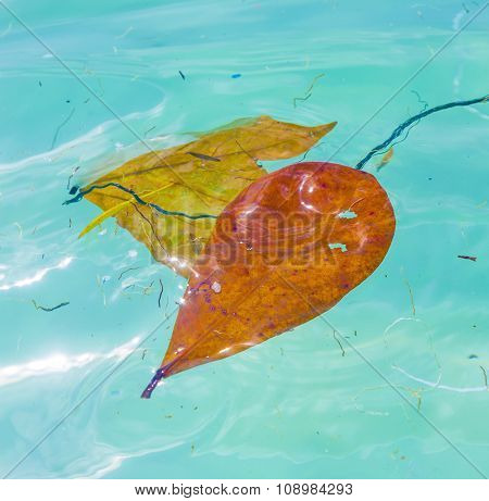 Leaves Are Swimming In The Water And Give A Wonderful Harmonic Structure