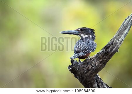 African Giant Kingfisher In Kruger National Park