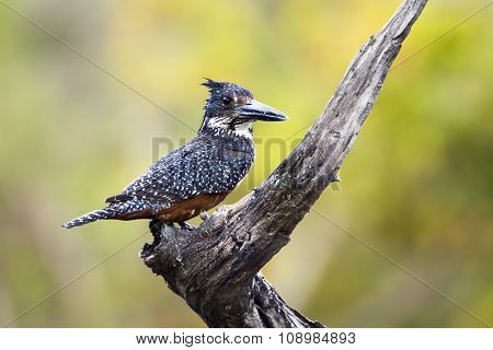 African Giant Kingfisher In Kruger National Park