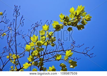Leaves Of A Tree In Intensive Light