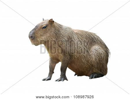 Capybara Isolated
