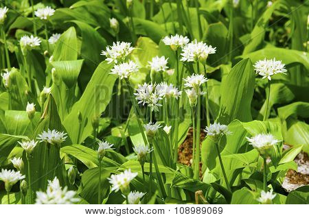 Sunny Spring Day Wild Garlic Flowers