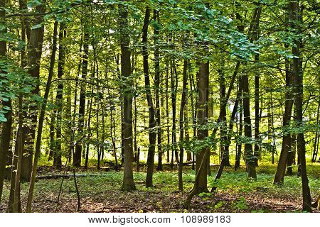 Trees In Wild Forest