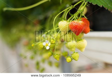 Ripening Strawberries From Close