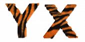 Tiger Fell X And Y Letters Isolated