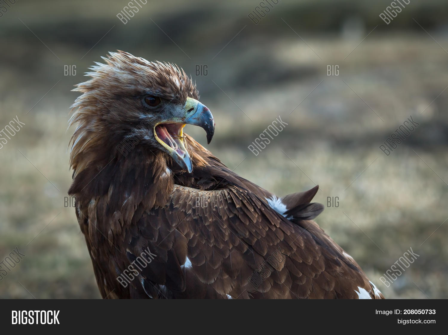 Young Golden Eagle Image & Photo (Free Trial) Bigstock