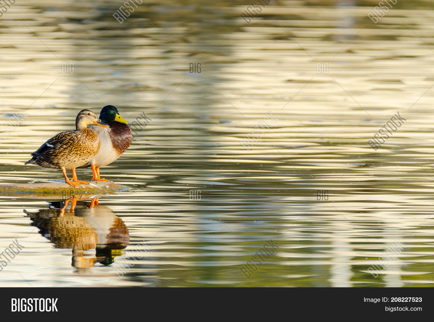 Couple Anas Image Photo Free Trial Bigstock couple-anas-image-photo-free-trial-bigstock