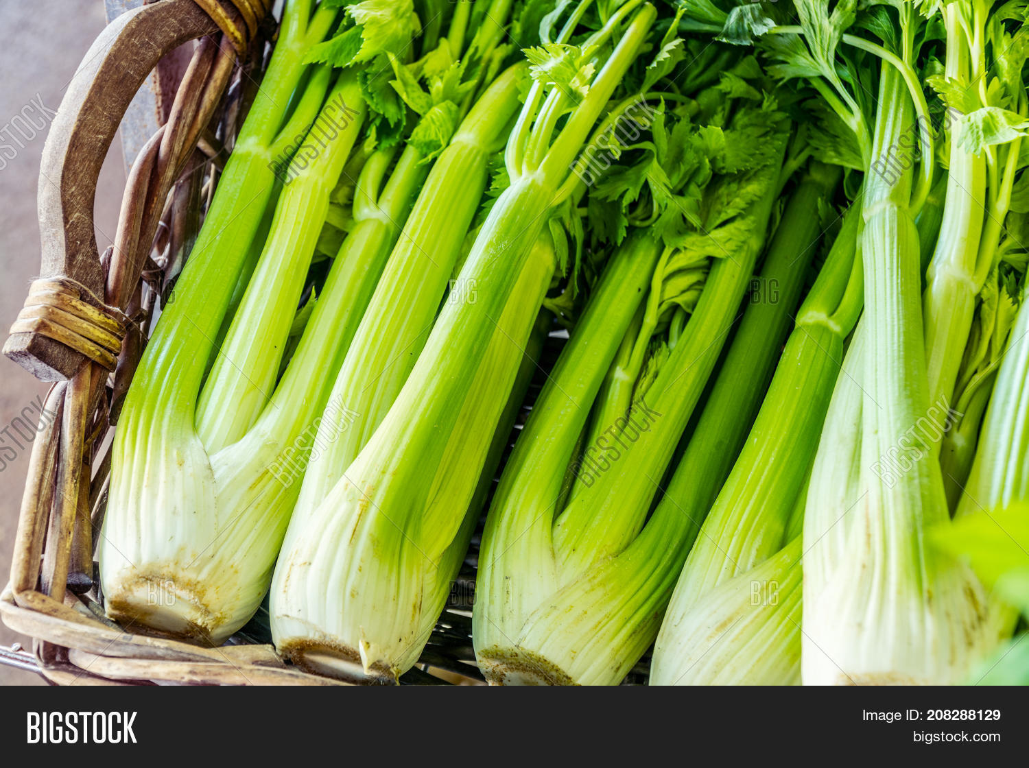Heads Celery. Close Image & Photo (Free Trial) Bigstock