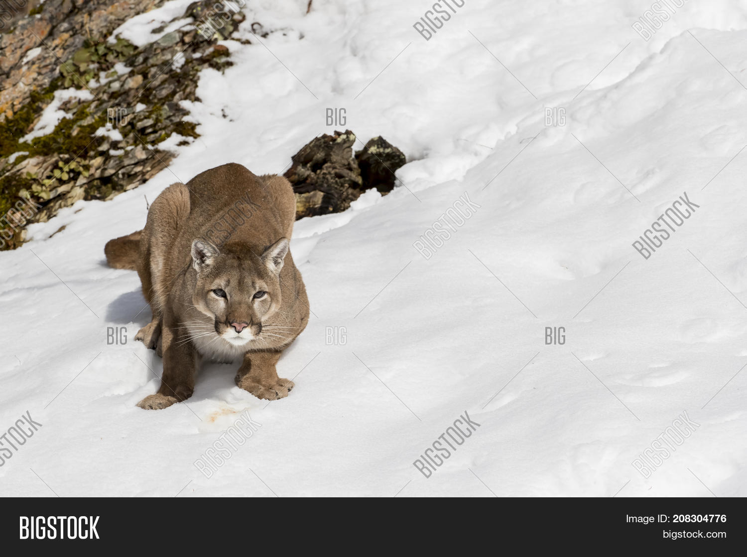 Mountain Lion Hunts Image & Photo (Free Trial) Bigstock