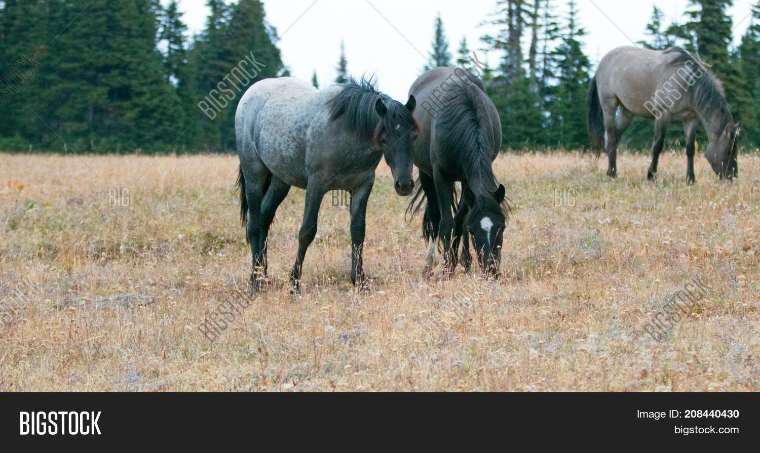 Wild Horses Montana Image & Photo (Free Trial) Bigstock