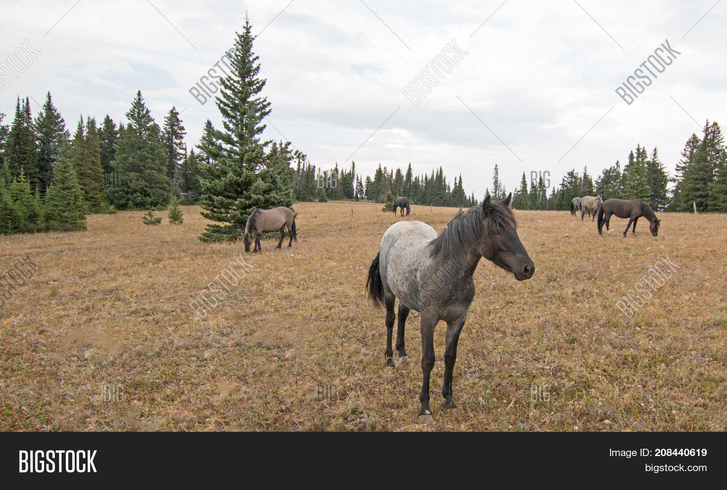 Wild Horse Montana Image & Photo (Free Trial) Bigstock