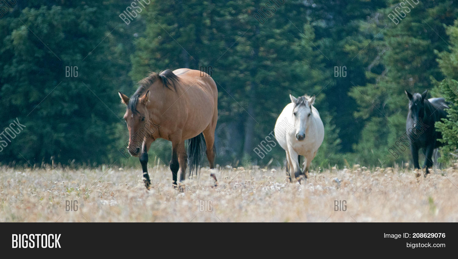 Wild Horses Coyote Image & Photo (Free Trial) Bigstock
