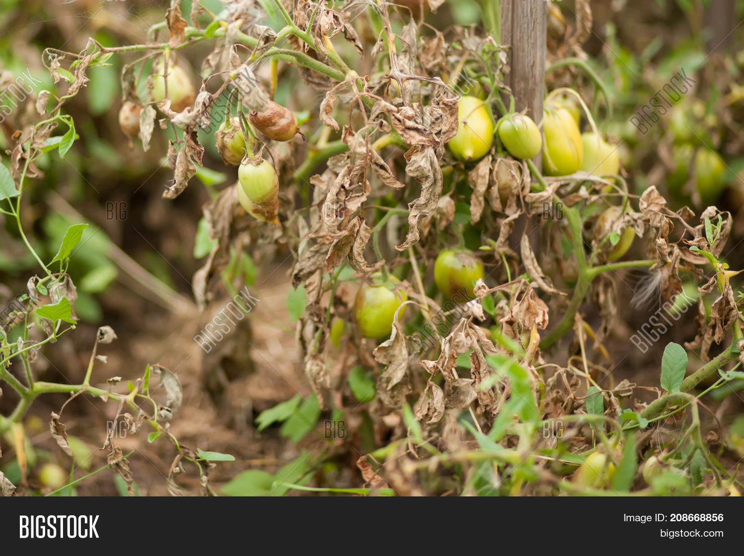 Фитофтора на томатах в теплице. Фитофтороз на помидорах в теплице что делать. Фитофтороз на помидорах в теплице что делать. Фитофтора на помидорах методы борьбы в теплице. Фитофтора на помидорах в теплице.