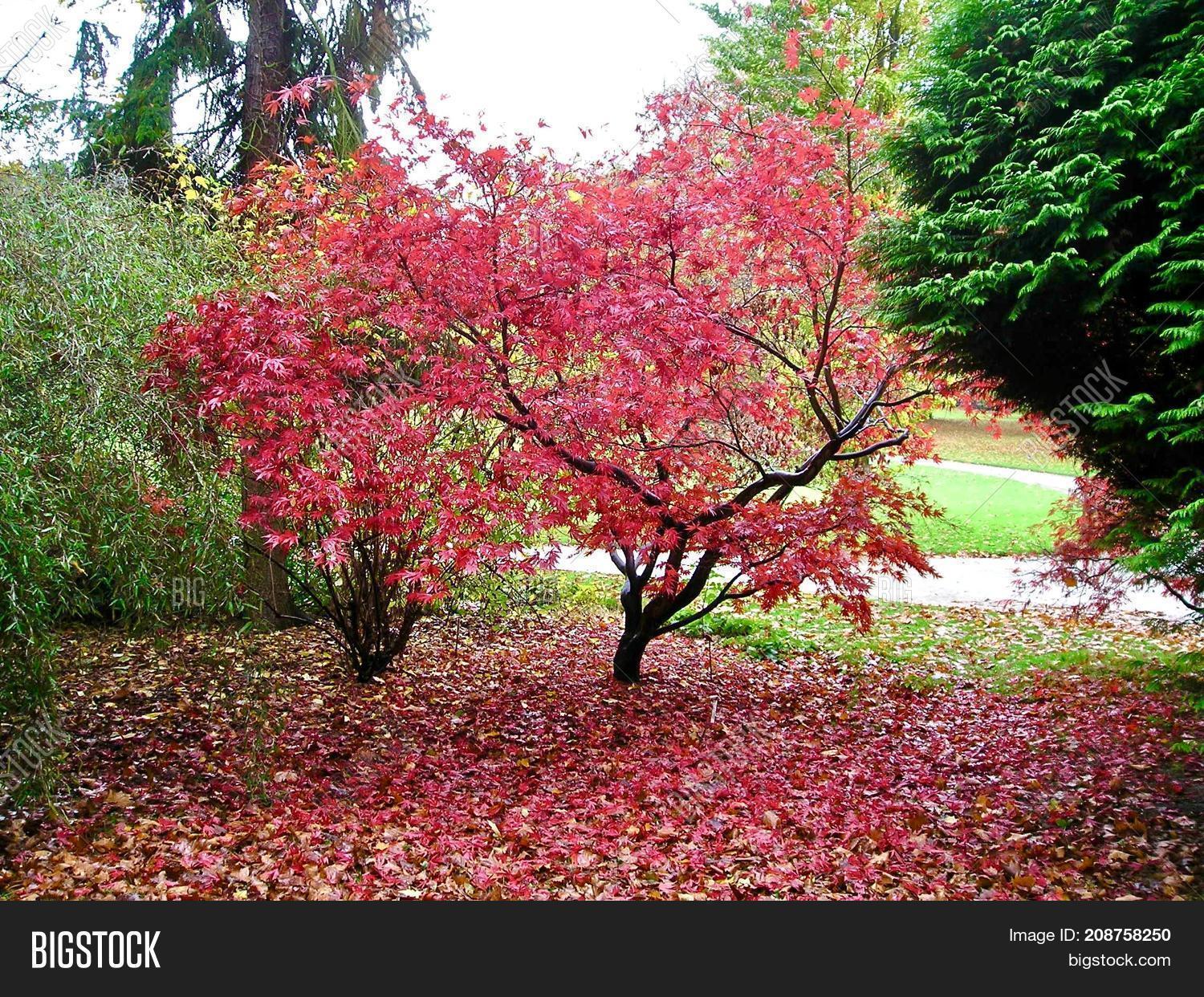 Decorative Tree Red Image Photo Free Trial Bigstock